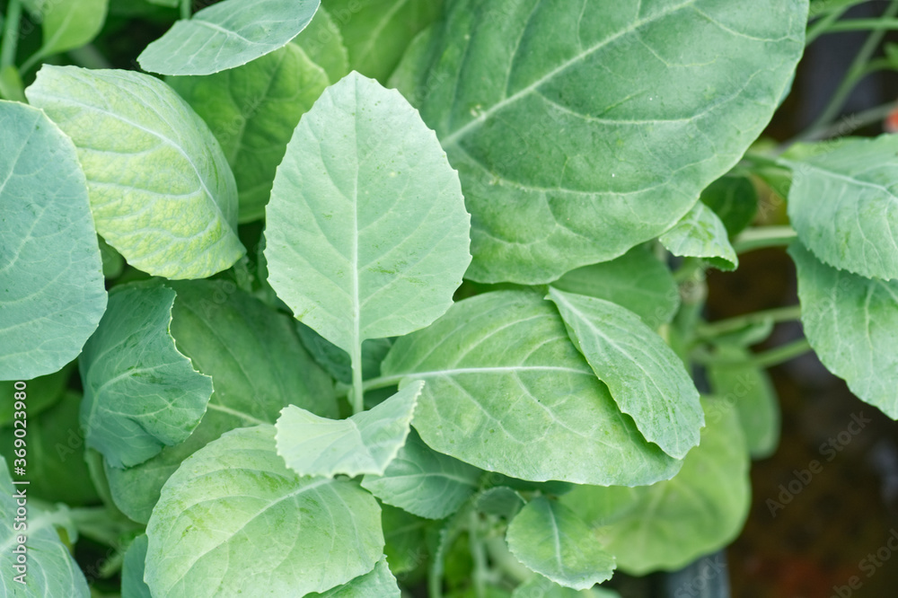 Chinese broccoli green leaves closeup. Chinese broccoli green leaves closeup.