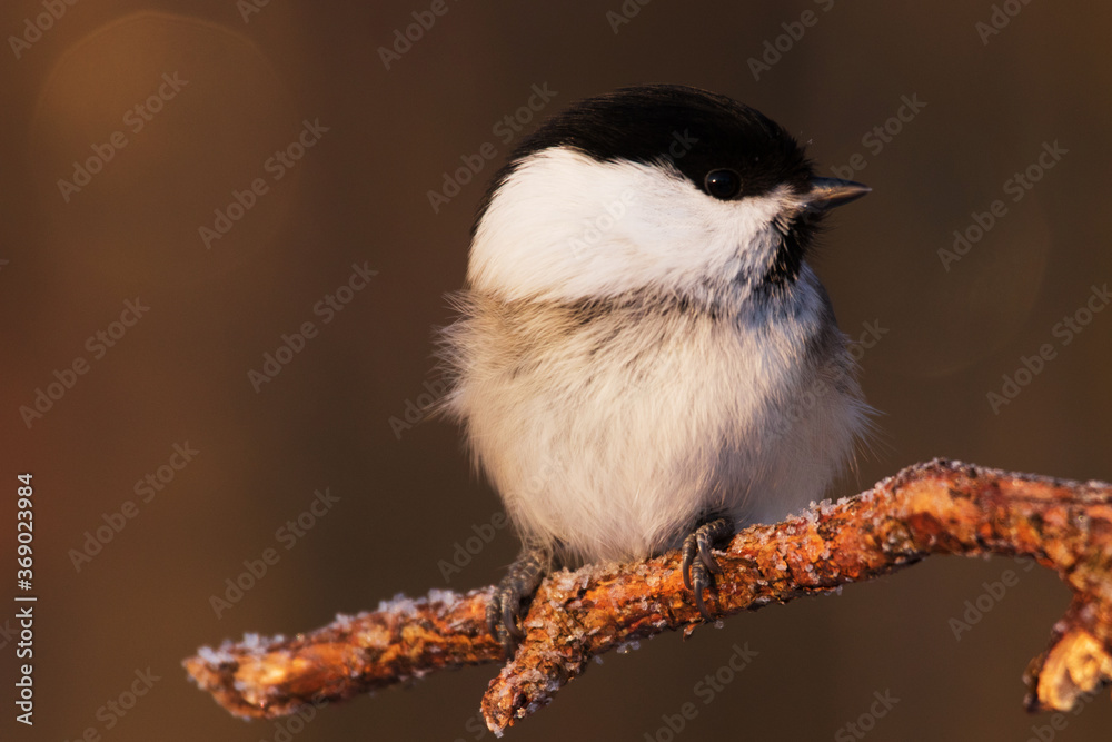 Naklejka premium Portrait of a small European northen winter songbird Willow tit, Poecile montanus during beautiful winter day in cold Estonian forest.
