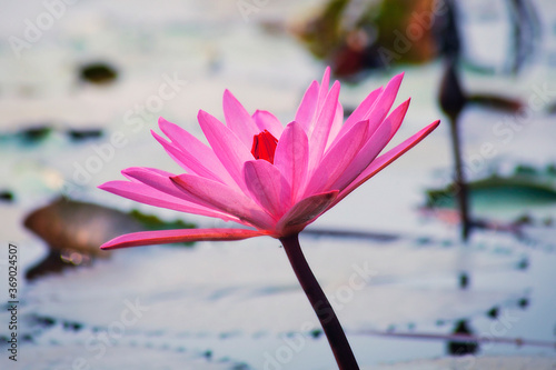 lotus flower photo