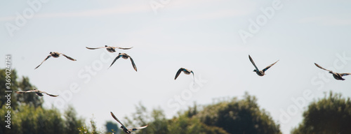  Multiple Greylag Goose flying low over the water on a beautiful summer day, in a protected nature reserve, breeding area, Volgermeerpolder, Amsterdam, The Netherlands, trees in the background