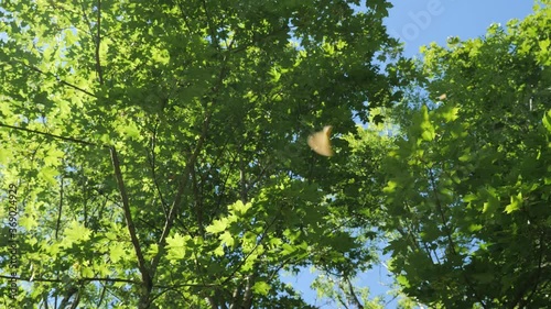 Maple Seeds Helicopters falling from a tree, slow motion