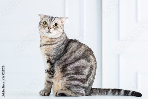 Photography closeup american short hair cat