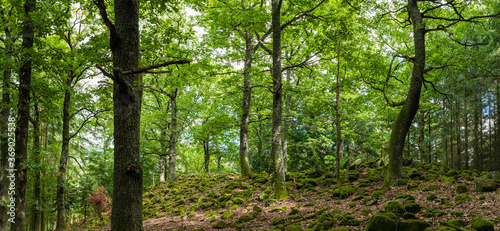 Forêt vosgienne, peuplement de grands chênes sur un pierrier