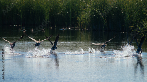 Multiple Greylag Goose flying up out of the water on a beautiful summer day, in a protected nature reserve, breeding area, Volgermeerpolder, Amsterdam, The Netherlands