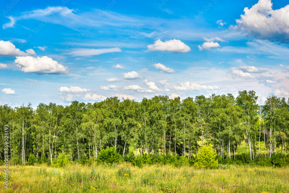 Obraz premium Birch grove and sky