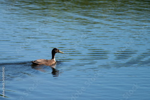 Wild duck, swimming in the water, protected nature area, travel location, Dutch wildlife, beautiful water bird, Volgermeerpolder Amsterdam