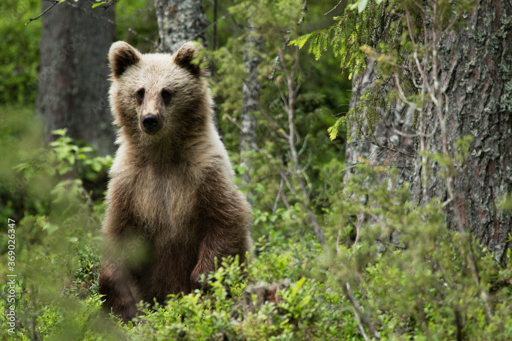 Young Brown bear, Ursus arctos in lush summery taiga forest in Eastern Finland.