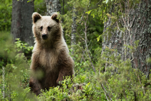 Young Brown bear, Ursus arctos in lush summery taiga forest in Eastern Finland.