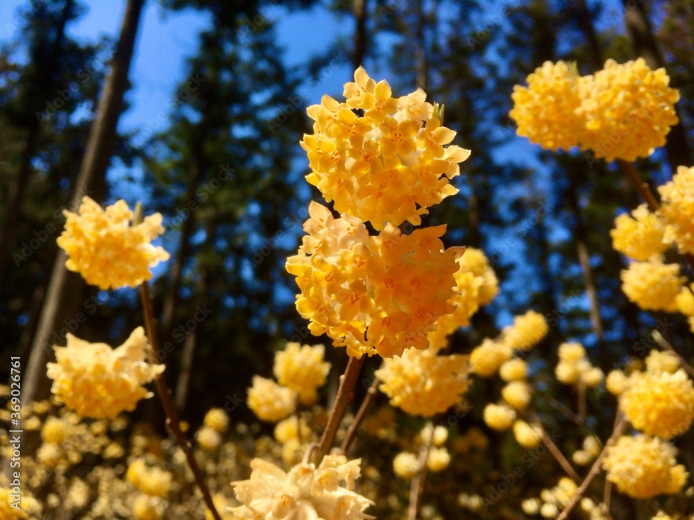 ミツマタ、三枝、結香、E. chrysantha
