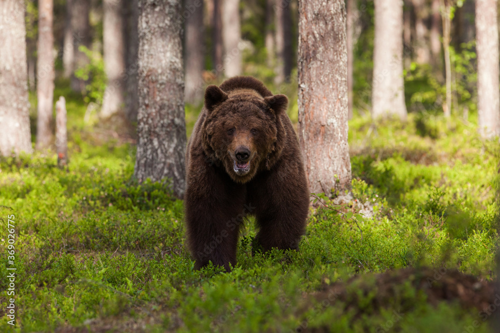 Dangerous Brown bear, Ursus arctos approaching. Shot in the Finnish taiga forest, Northern Europe. Dangerous Brown bear, Ursus arctos approaching. Shot in the Finnish taiga forest, Northern Europe.