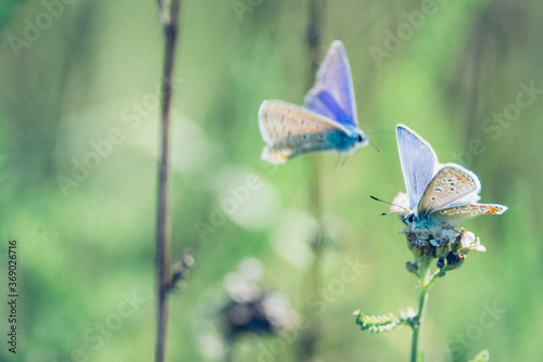 Foto Gossamer-winged butterflies sits on a flower, he is attacked by an other Gossame