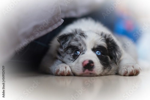 Cachorro de Border Collie de ojos azules descansando