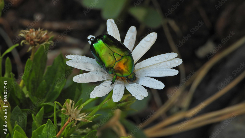 Close up macro photo of green metallic beetle bug with wings sitting on top of colourful daisy flower after the rain Close up macro photo of green metallic beetle bug with wings sitting on top of colourful daisy flower after the rain