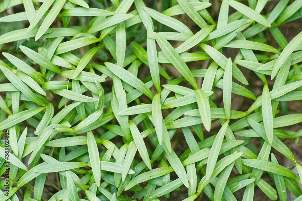 close up of green leaves of a plant close up of green leaves of a plant