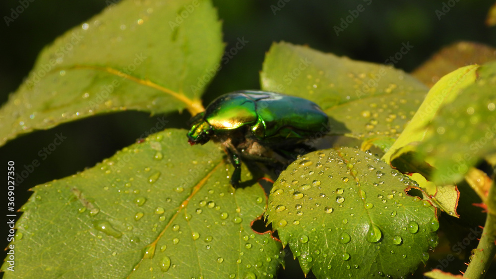 Close up macro photo of green metallic beetle bug sitting on a leaf Close up macro photo of green metallic beetle bug sitting on a leaf