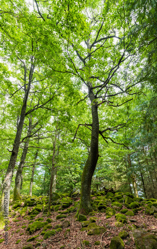 Un grand chêne tordu en forêt vosgienne, Alsace, France