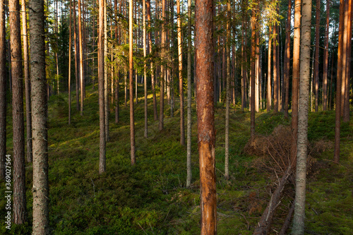 Beautiful summery sunny lsuh boreal coniferous pine forest in Estonian nature, Northern Europe.  © adamikarl