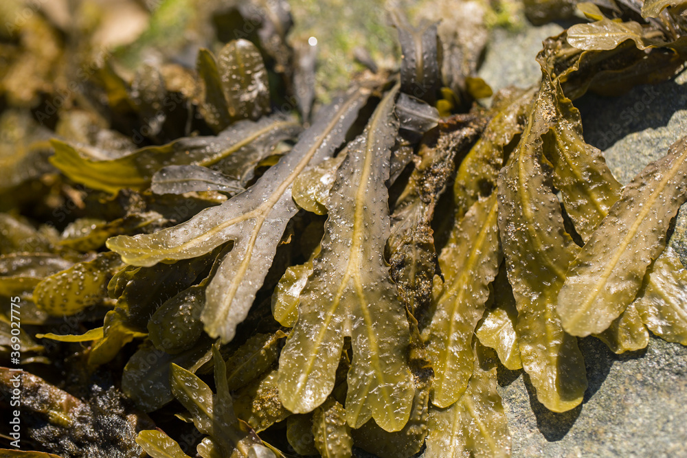 Seaweed, shot close up at a Cornish beach Seaweed, shot close up at a Cornish beach