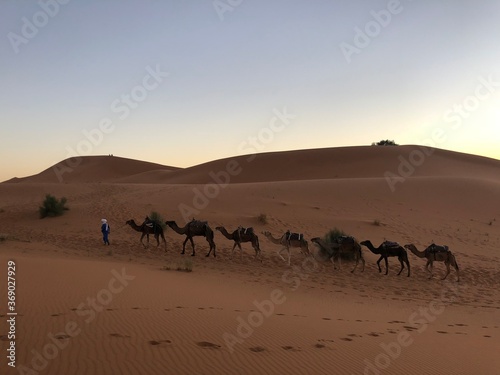 camels in the desert