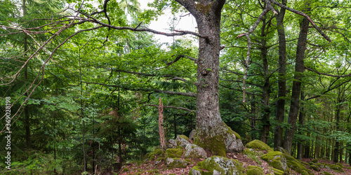 Un grand chêne dont les racines poussent sur des roches © Olivier Klencklen