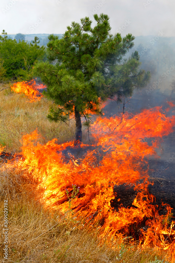 Fire in the woods on a hot summer day. Drought.