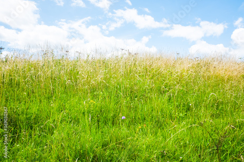 barley field and sunlight in summer with beautiful blue sky