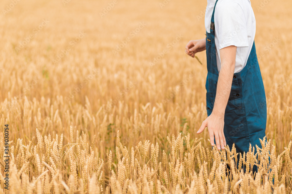 Farmer walking through a golden wheat field. Farmer walking through a golden wheat field.