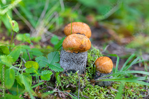 Wonderful three orange-cap boletus ( Leccinum) in beautiful moss and grass . Summer mushroom picking. Selective focus.The vertical frame. Mushrooms in the forest