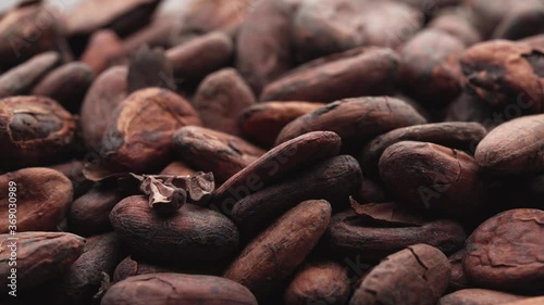 Cocoa beans. Macro, cocoa beans coming in slow motion the camera.
