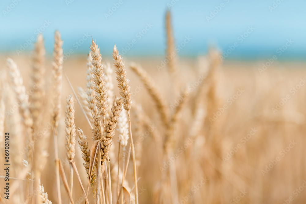 Fototapeta premium Golden wheat and a small part of a clear sky.
