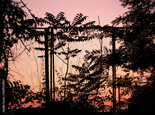 Fence and bushes on the background of sunset