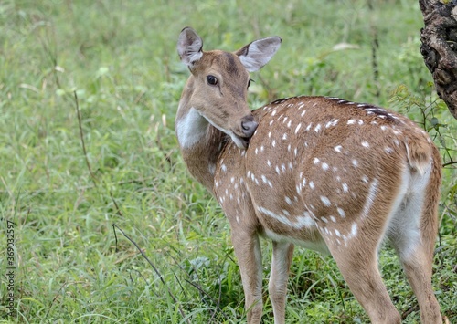 Spotted Deer staring at its visitors at Jungle Jeep Safari