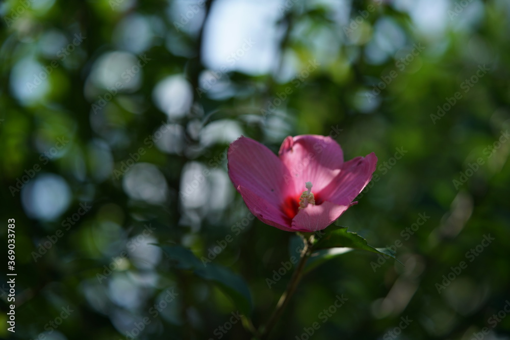 Light Pink Flower of Rose of Sharon in Full Bloom
