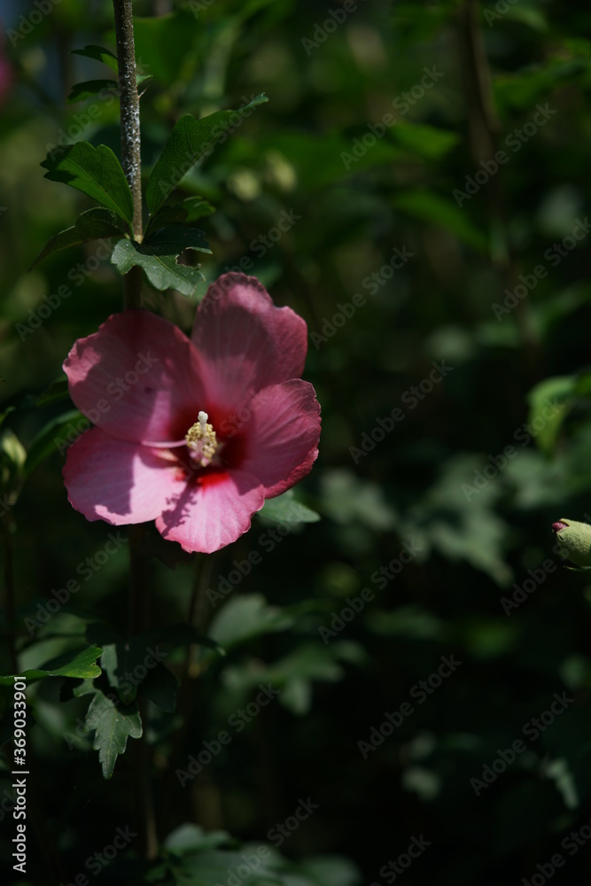 Light Pink Flower of Rose of Sharon in Full Bloom
Light Pink Flower of Rose of Sharon in Full Bloom