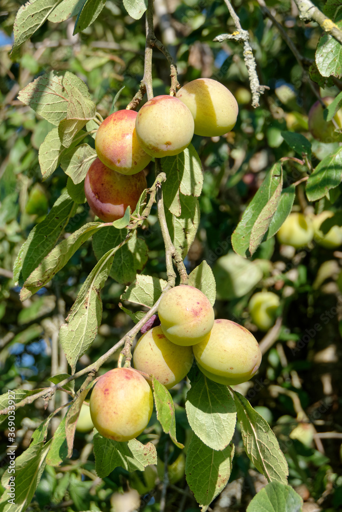 Belles prunes en cours de maturation - France Belles prunes en cours de maturation - France