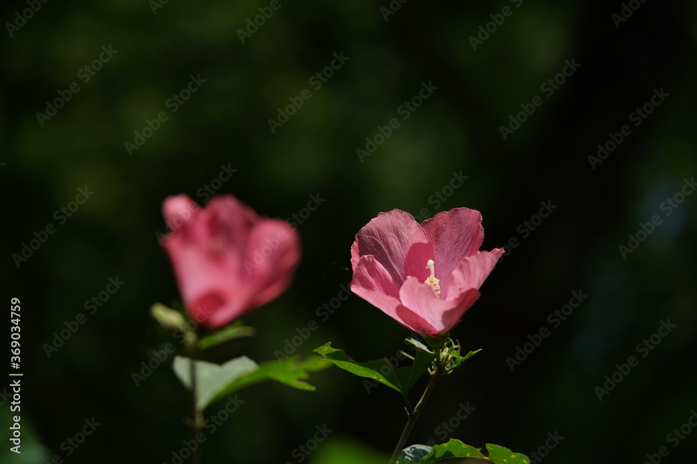 Light Red Flower of Rose of Sharon in Full Bloom
