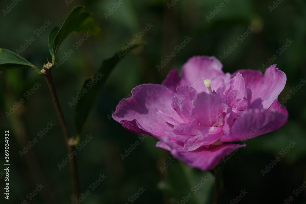 Double-petal, Light Pink Flower of Rose of Sharon in Full Bloom
Double-petal, Light Pink Flower of Rose of Sharon in Full Bloom