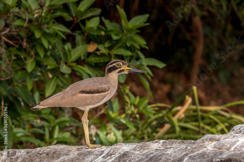 stone curlew bird at the bird sanctuary © VISWA