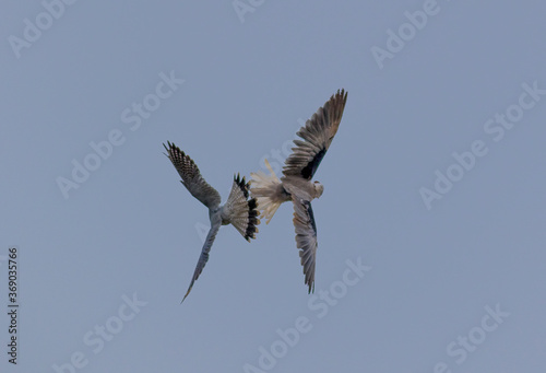 black shouldered kite , and red necked falcon fighting in the blue sky , two bird of prey, wildlife of Pakistan  photo