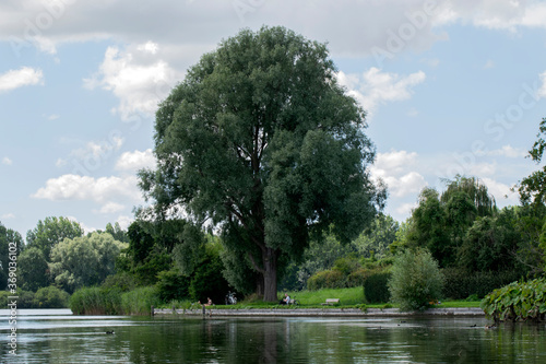 Large Tree At The Gaasperplas At Amsterdam The Netherlands 20-7-2020 photo