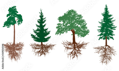Set of trees with roots. Pine, spruces, oak with rootage. Vector illustration.