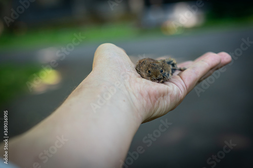A small mouse on a hand