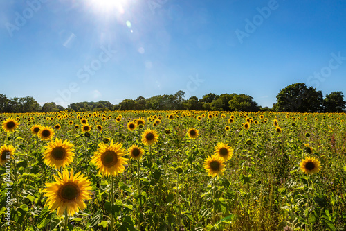 Sunflowers in a Field in Sussex