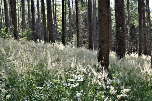 Fototapeta Naklejka Na Ścianę i Meble -  Kwitnąca trawa w górach 