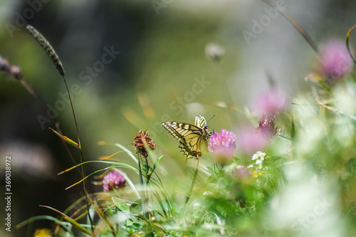 Canvas Print Yellow butterfly in the nature on a flower in Bavaria, Germany