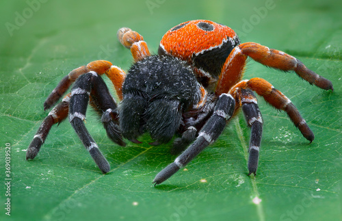 Eresus kollari - Velvet spider also known as ladybug spider (Eresidae). Unlike females males have a vibrant coloration.