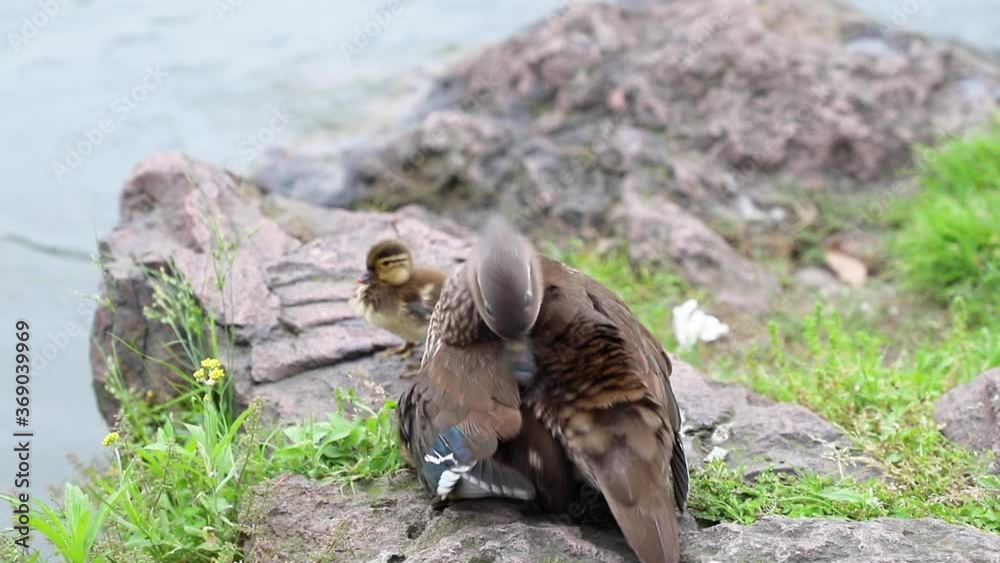 Mandarine mother duck taking care of her ducklings on rocky bank of Lake by covering them under her wings on a cool day Mandarine mother duck taking care of her ducklings on rocky bank of Lake by covering them under her wings on a cool day