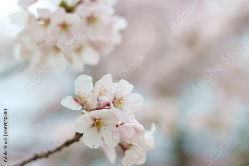 Close up of beautiful white and pink cherry blossoms (sakura) wallpaper background, Okayama, Japan, soft focus