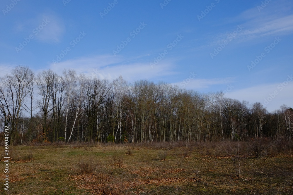 Edge of a leafless forest in March. Bare spring trees. Landscape.