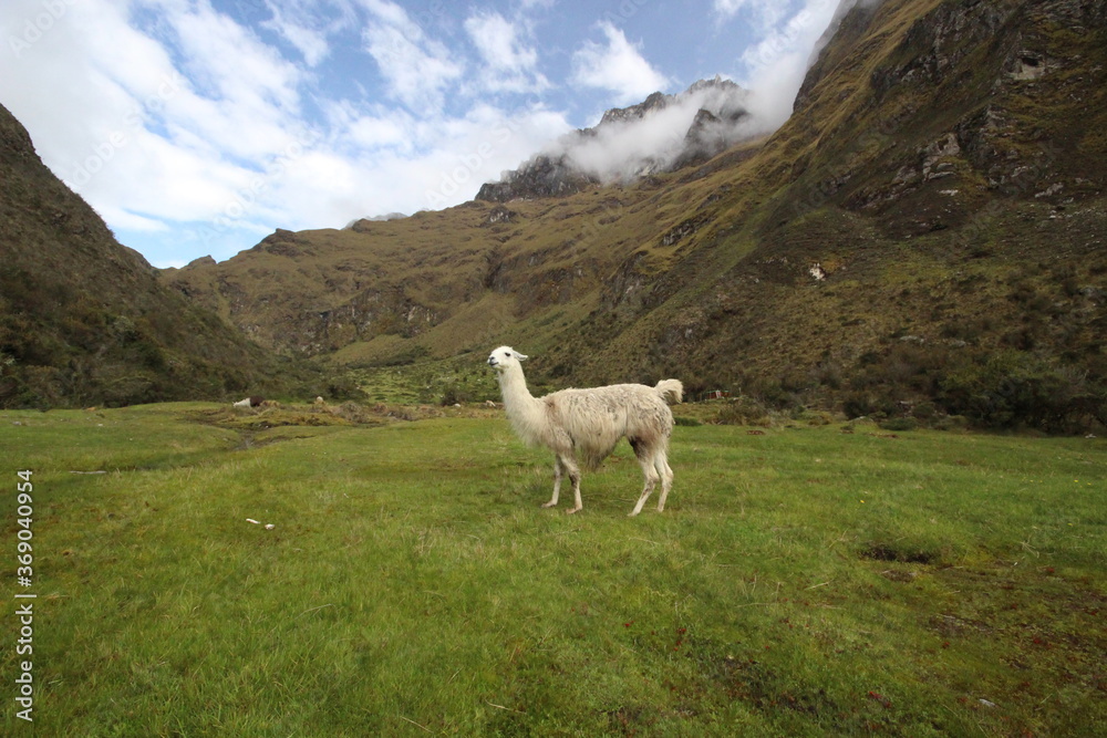 Naklejka premium llama Machu Picchu